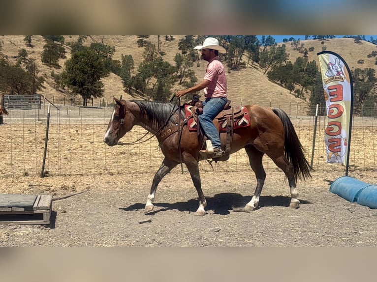 Caballo cuarto de milla Caballo castrado 11 años 152 cm Ruano alazán in Tres Pinos