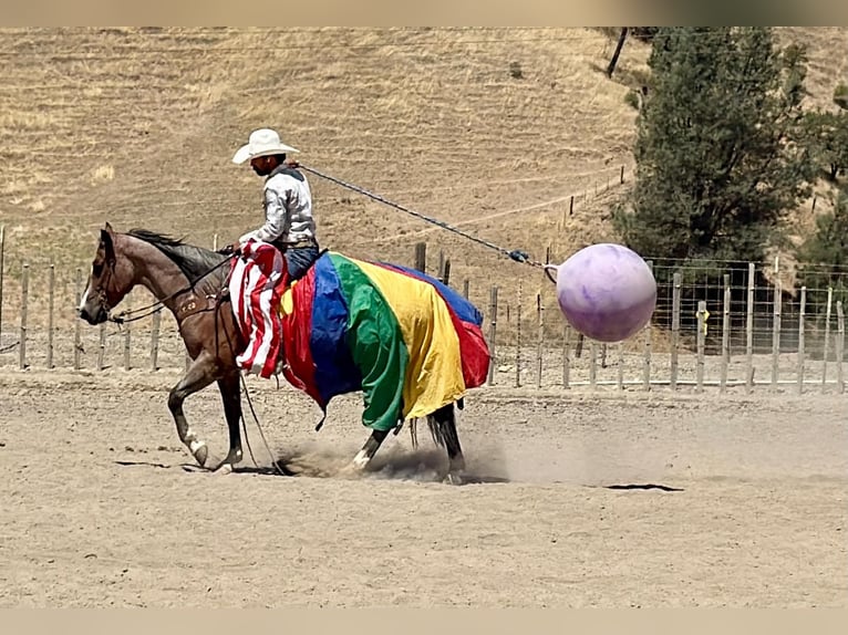 Caballo cuarto de milla Caballo castrado 11 años 152 cm Ruano alazán in Tres Pinos