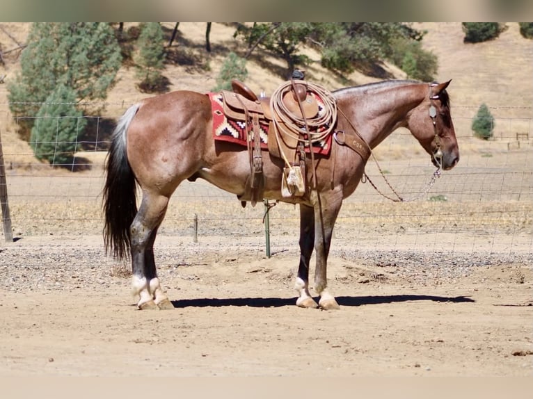 Caballo cuarto de milla Caballo castrado 11 años 152 cm Ruano alazán in Tres Pinos