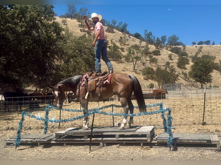 Caballo cuarto de milla Caballo castrado 11 años 152 cm Ruano alazán in Tres Pinos