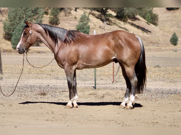 Caballo cuarto de milla Caballo castrado 11 años 152 cm Ruano alazán in Tres Pinos