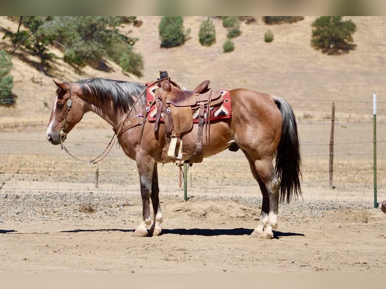 Caballo cuarto de milla Caballo castrado 11 años 152 cm Ruano alazán in Tres Pinos