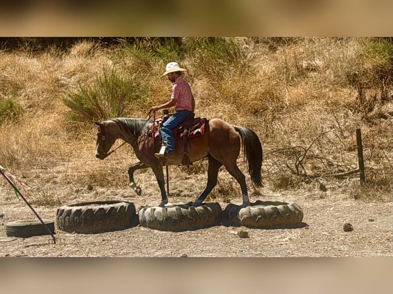 Caballo cuarto de milla Caballo castrado 11 años 152 cm Ruano alazán in Tres Pinos