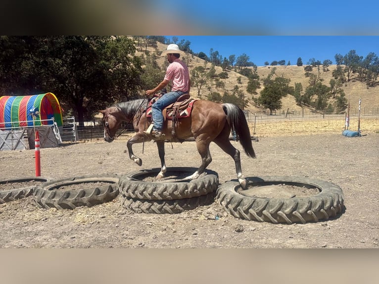 Caballo cuarto de milla Caballo castrado 11 años 152 cm Ruano alazán in Tres Pinos
