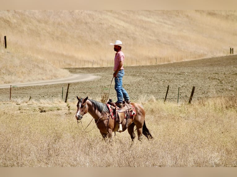 Caballo cuarto de milla Caballo castrado 11 años 152 cm Ruano alazán in Tres Pinos