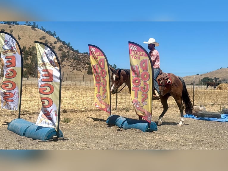 Caballo cuarto de milla Caballo castrado 11 años 152 cm Ruano alazán in Tres Pinos