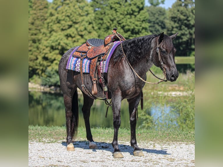 Caballo cuarto de milla Caballo castrado 11 años 152 cm Ruano azulado in Robards