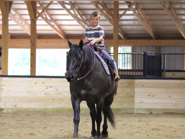 Caballo cuarto de milla Caballo castrado 11 años 152 cm Ruano azulado in Clarion