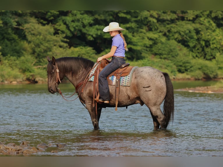 Caballo cuarto de milla Caballo castrado 11 años 152 cm Ruano azulado in Clarion