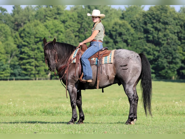 Caballo cuarto de milla Caballo castrado 11 años 152 cm Ruano azulado in Clarion