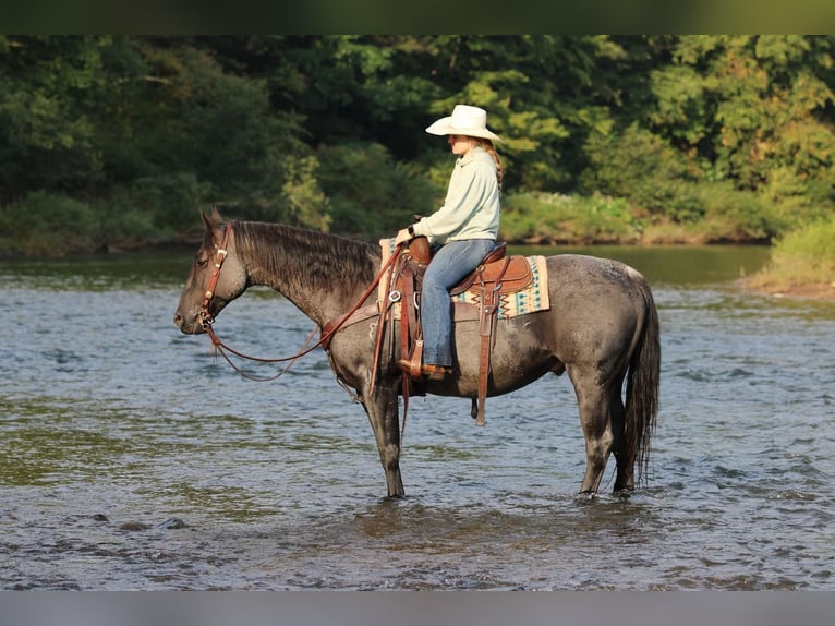 Caballo cuarto de milla Caballo castrado 11 años 152 cm Ruano azulado in Clarion