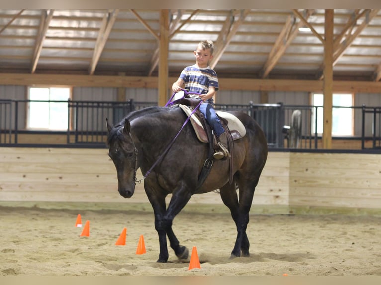 Caballo cuarto de milla Caballo castrado 11 años 152 cm Ruano azulado in Clarion