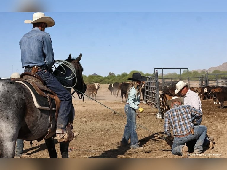 Caballo cuarto de milla Caballo castrado 11 años 152 cm Ruano azulado in Purdy