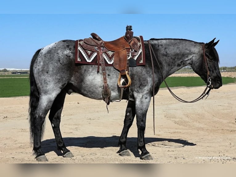 Caballo cuarto de milla Caballo castrado 11 años 152 cm Ruano azulado in Purdy