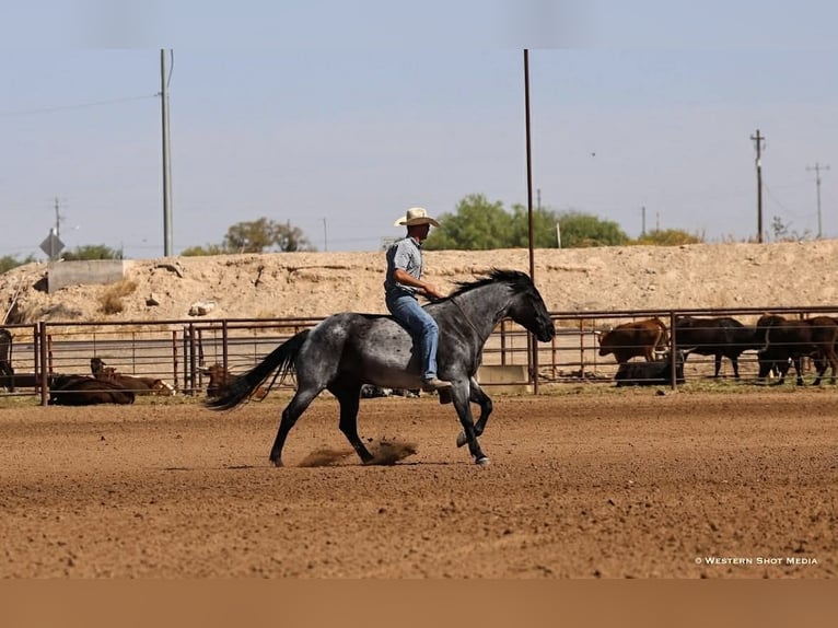 Caballo cuarto de milla Caballo castrado 11 años 152 cm Ruano azulado in Purdy