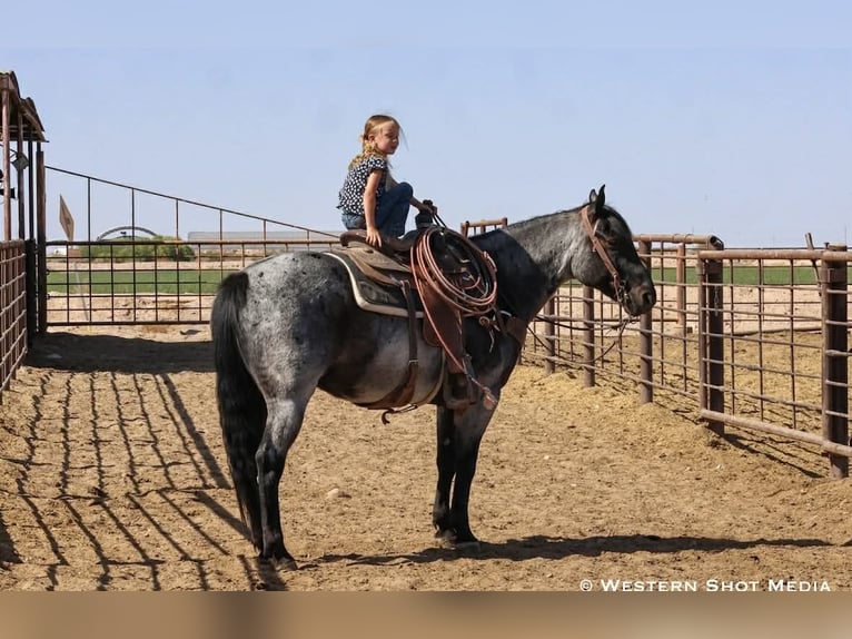 Caballo cuarto de milla Caballo castrado 11 años 152 cm Ruano azulado in Purdy