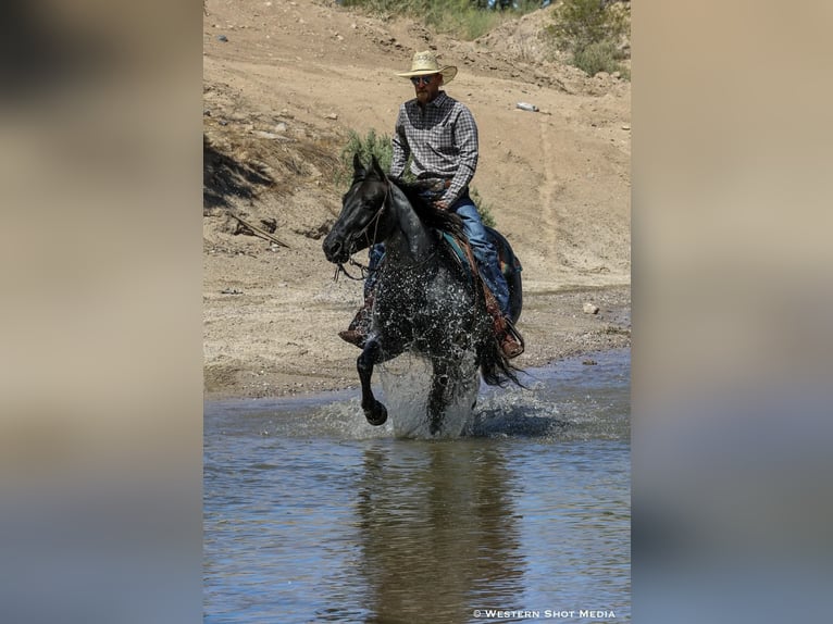 Caballo cuarto de milla Caballo castrado 11 años 152 cm Ruano azulado in Purdy