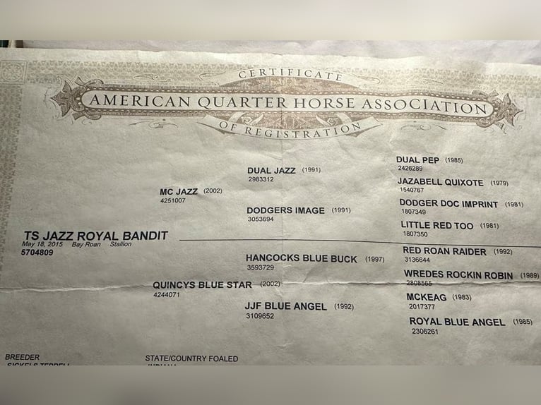 Caballo cuarto de milla Caballo castrado 11 años 152 cm Ruano azulado in Mount Vernon