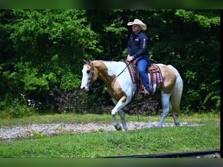 Caballo cuarto de milla Caballo castrado 11 años 152 cm Tobiano-todas las-capas in Wooster OH