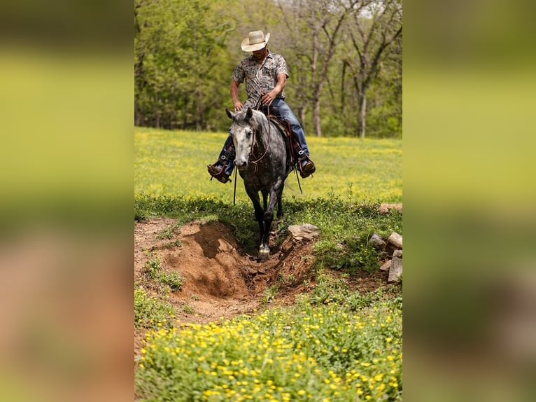 Caballo cuarto de milla Caballo castrado 11 años 152 cm Tordo in Santa Fe, TN