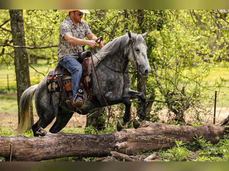 Caballo cuarto de milla Caballo castrado 11 años 152 cm Tordo in Santa Fe, TN