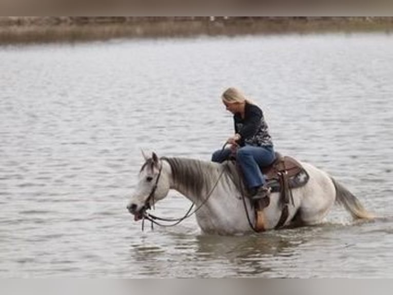 Caballo cuarto de milla Caballo castrado 11 años 152 cm Tordo in Mineral Wells TX