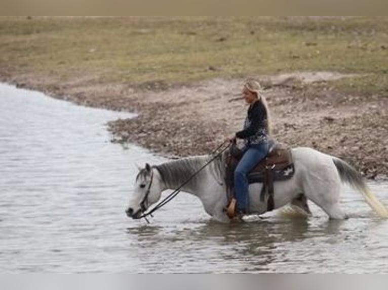 Caballo cuarto de milla Caballo castrado 11 años 152 cm Tordo in Mineral Wells TX