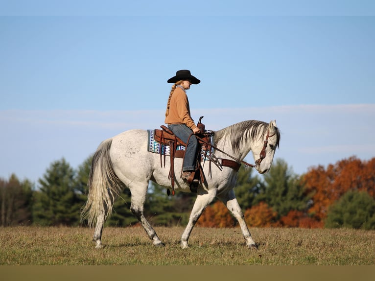 Caballo cuarto de milla Caballo castrado 11 años 152 cm Tordo in Clarion