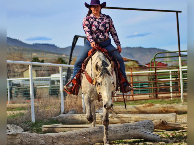 Caballo cuarto de milla Caballo castrado 11 años 152 cm Tordo rodado in Salmonsalmon, ID