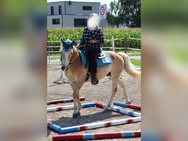 Caballo cuarto de milla Mestizo Caballo castrado 11 años 154 cm Alazán in Friesenheim