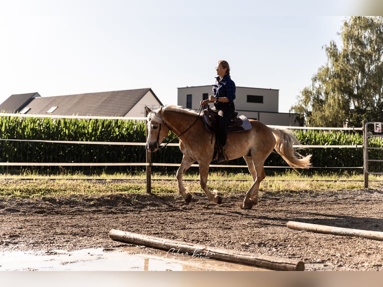 Caballo cuarto de milla Mestizo Caballo castrado 11 años 154 cm Alazán in Friesenheim