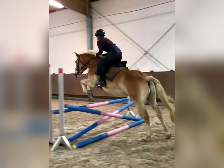 Caballo cuarto de milla Mestizo Caballo castrado 11 años 154 cm Alazán in Friesenheim