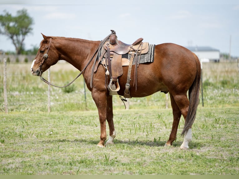 Caballo cuarto de milla Caballo castrado 11 años 155 cm Alazán rojizo in Amarillo, TX