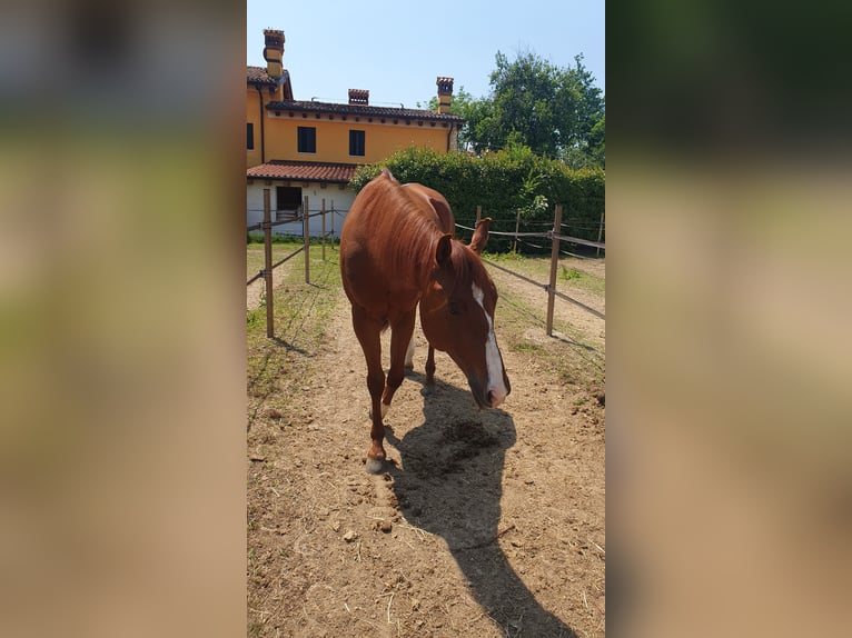 Caballo cuarto de milla Caballo castrado 11 años 155 cm Alazán in Pozzoleone