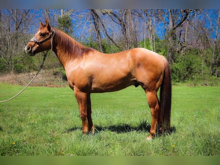 Caballo cuarto de milla Caballo castrado 11 años 155 cm Bayo in Hillsboro KY