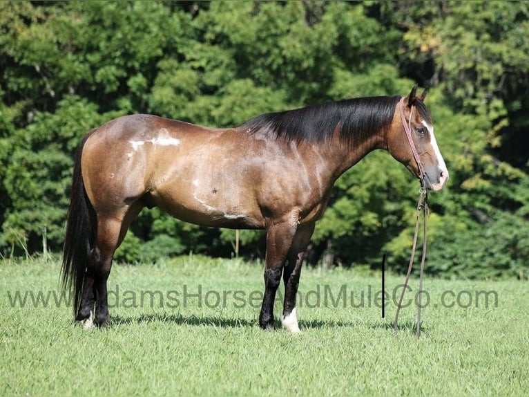 Caballo cuarto de milla Caballo castrado 11 años 155 cm Buckskin/Bayo in Mount Vernon