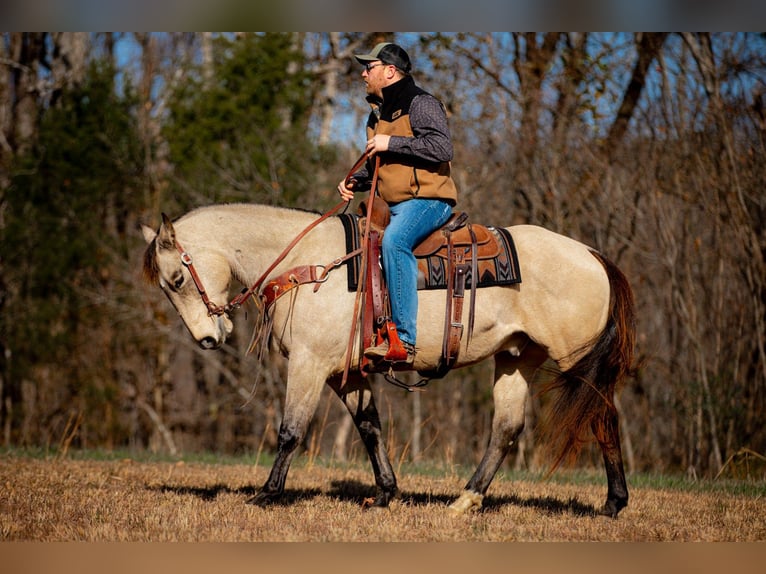 Caballo cuarto de milla Caballo castrado 11 años 155 cm Buckskin/Bayo in Santa Fe