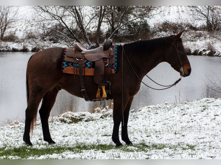 Caballo cuarto de milla Caballo castrado 11 años 155 cm Castaño-ruano in Henderson