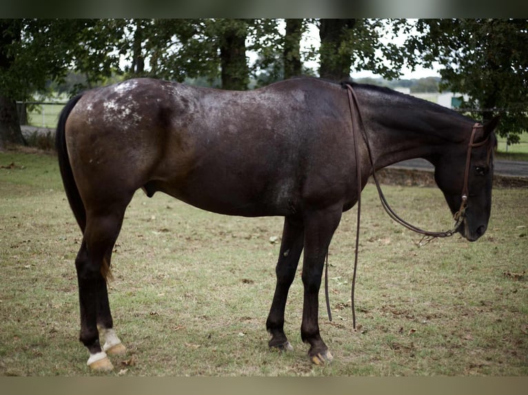 Caballo cuarto de milla Caballo castrado 11 años 155 cm Negro in Sallisaw OK