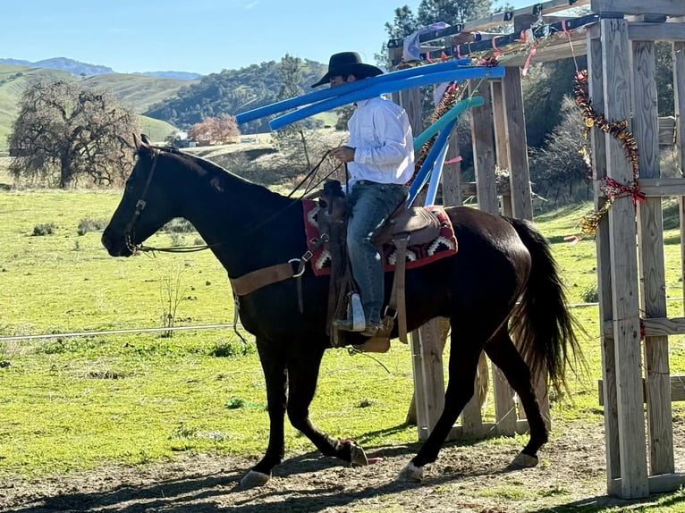 Caballo cuarto de milla Caballo castrado 11 años 155 cm Negro in Tres Pinos