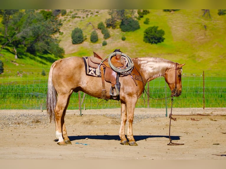 Caballo cuarto de milla Caballo castrado 11 años 155 cm Palomino in Tres Pinos