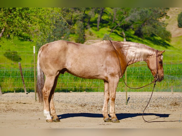 Caballo cuarto de milla Caballo castrado 11 años 155 cm Palomino in Tres Pinos