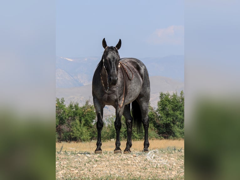 Caballo cuarto de milla Caballo castrado 11 años 155 cm Ruano azulado in Cody