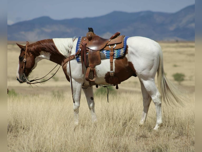 Caballo cuarto de milla Caballo castrado 11 años 155 cm Tobiano-todas las-capas in Nogales, AZ