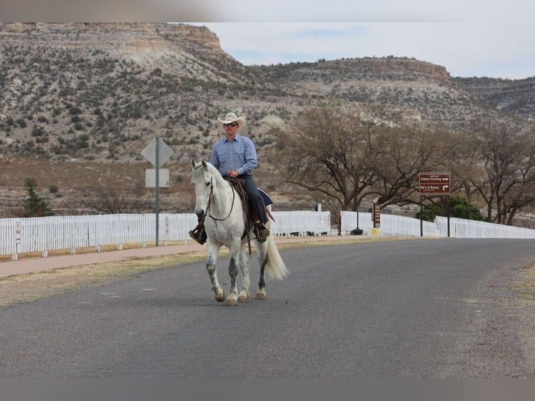 Caballo cuarto de milla Caballo castrado 11 años 155 cm Tordo in Camp Verde AZ