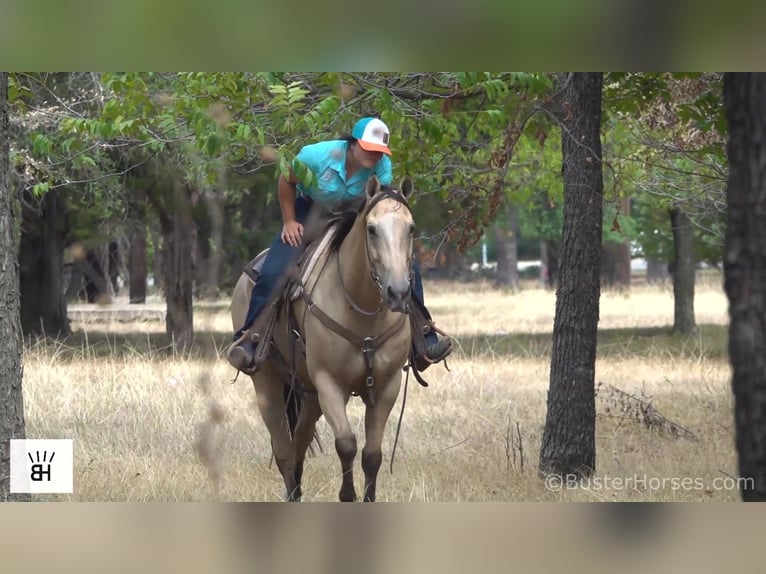 Caballo cuarto de milla Caballo castrado 11 años 157 cm Buckskin/Bayo in Weatherford TX