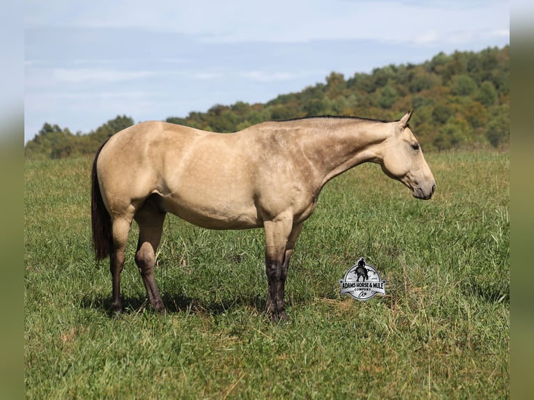 Caballo cuarto de milla Caballo castrado 11 años 157 cm Buckskin/Bayo in Mount Vernon KY