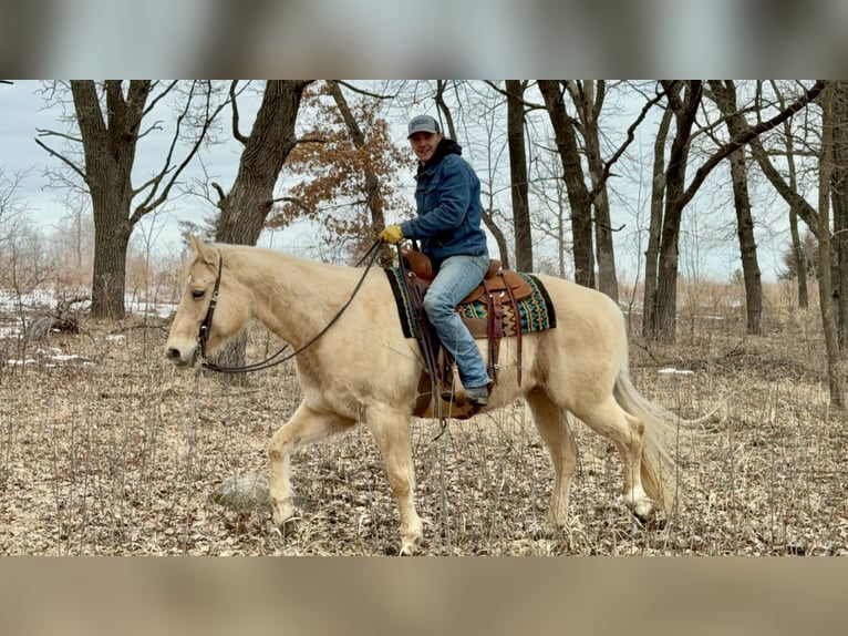 Caballo cuarto de milla Caballo castrado 11 años 157 cm Palomino in Cannon Falls