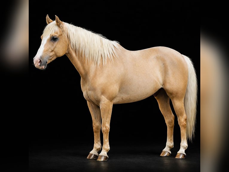 Caballo cuarto de milla Caballo castrado 11 años 157 cm Palomino in Barhamsville