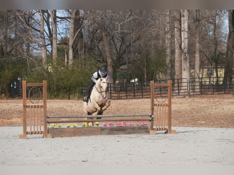 Caballo cuarto de milla Caballo castrado 11 años 157 cm Palomino in Clover